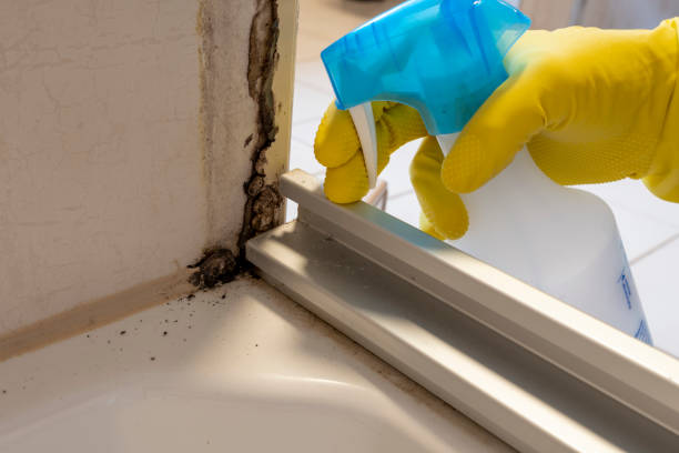 Professional Mold Removal in Raynham Center, MA