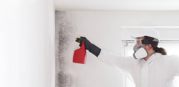 Professional Mold Removal in Raynham Center, MA