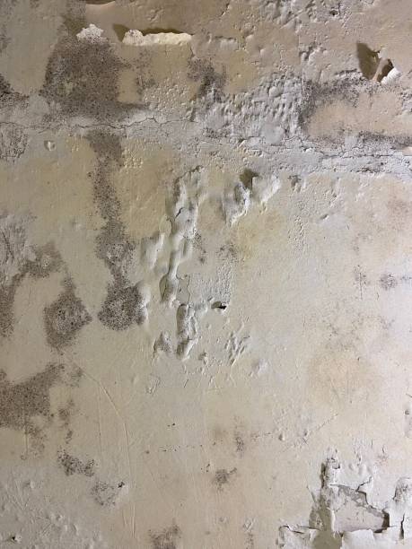 Best Emergency Mold Removal  in Raynham Center, MA