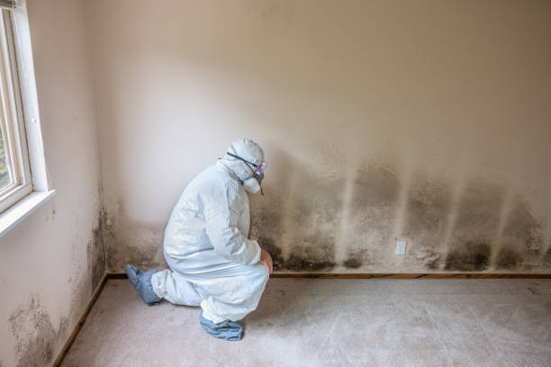 Best Professional Mold Removal  in Raynham Center, MA