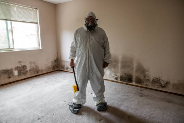 Best Mold Damage Repair  in Raynham Center, MA