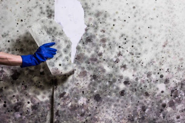 Office Mold Removal Services in Raynham Center, MA